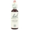 Chicory - Achicoria  Flor de Bach 20 ml.
