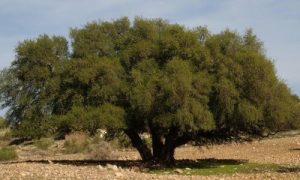 fotografía de árbol de argán 